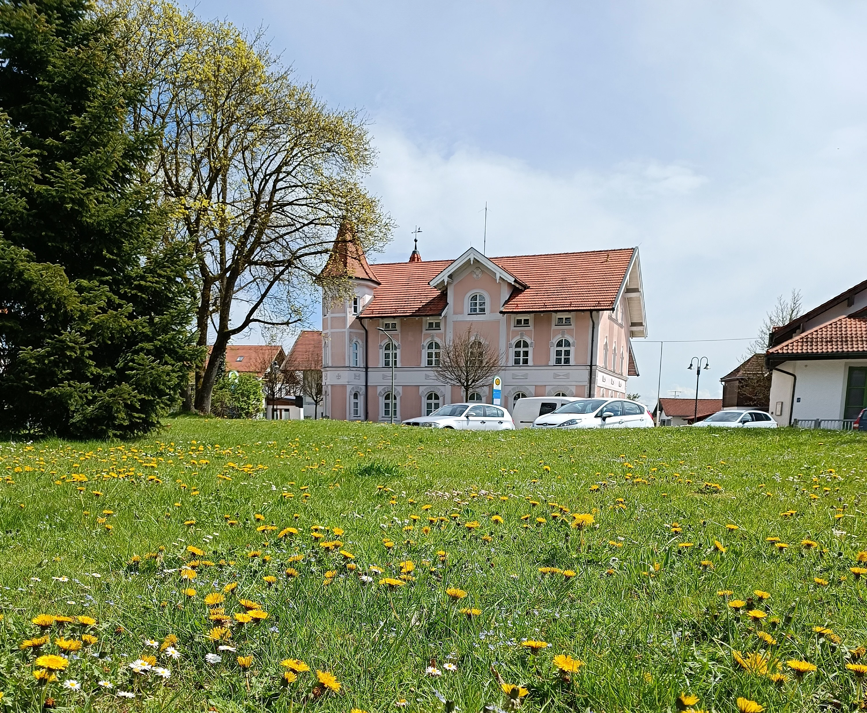 Löwenzahnwiese vor dem Rathaus Aßling