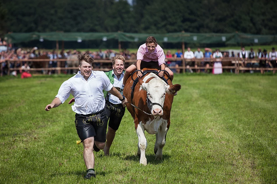 Siegerfoto in der Kategorie "Mensch & Tier” Ochsenrennen